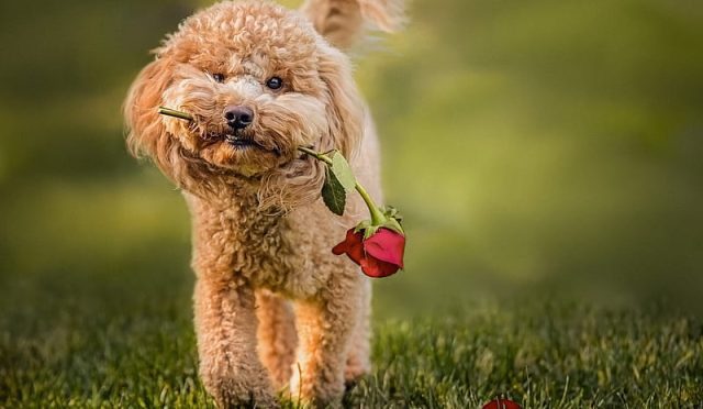 Toy Poodle