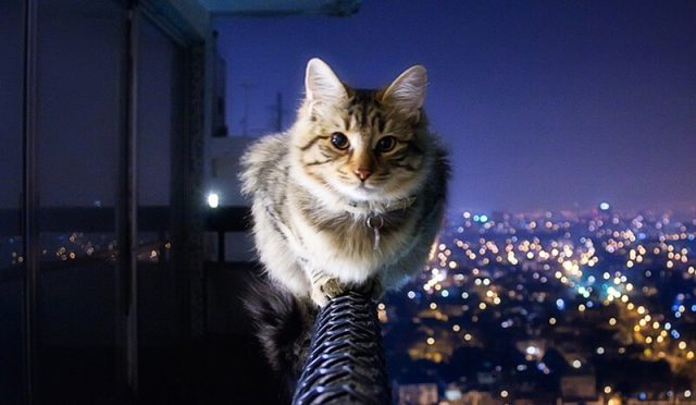 kediler-neden-gece-hareketlenir