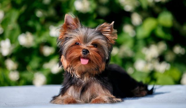 yorkie